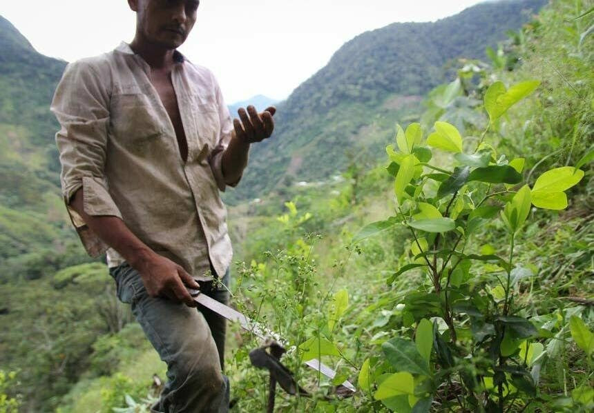 Impact of Drug Cultivation on Our Environment