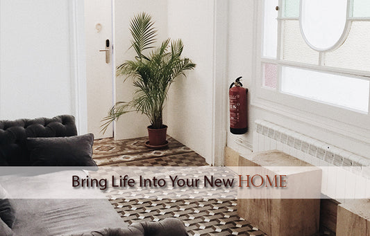 Bringing Life into Your New Home