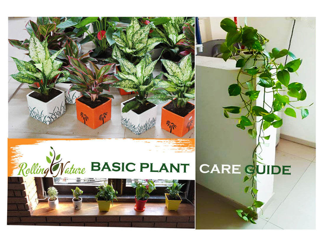 Rolling Nature Plants: Basic Care Guide