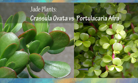 Jade Plants: Crassula Ovata vs Portulacaria Afra