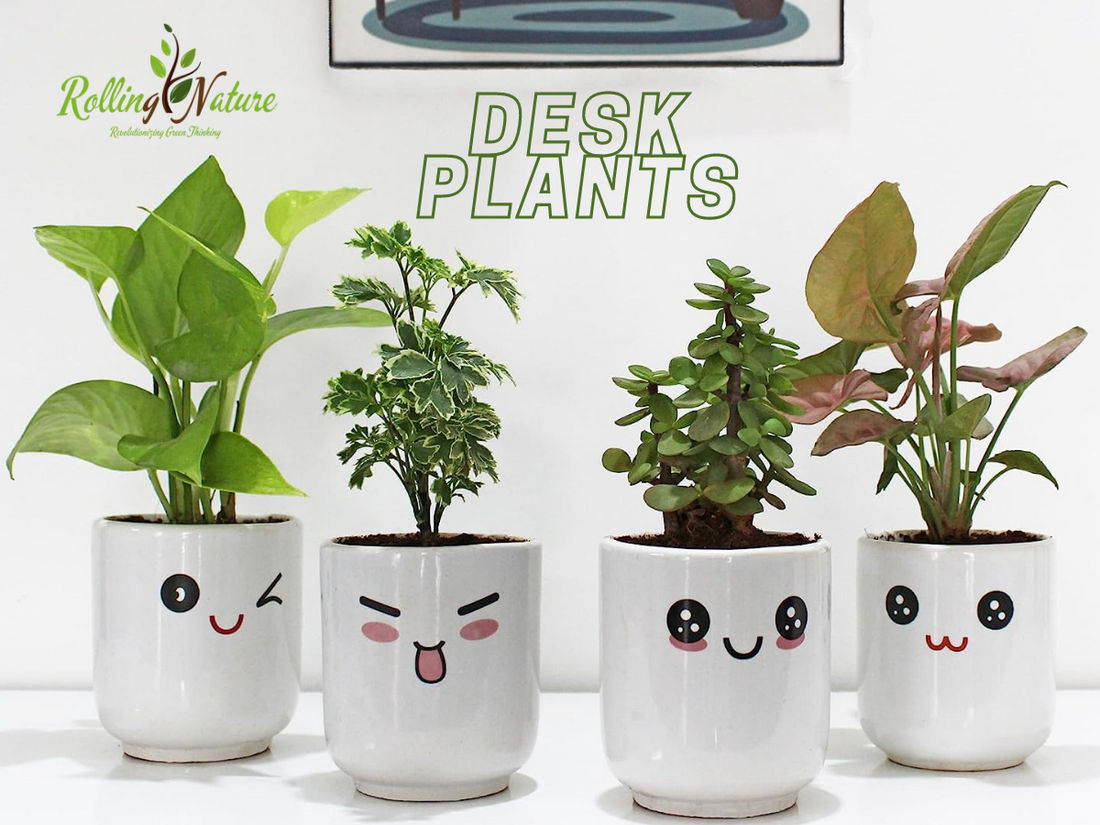Best Plants for Your Office Desks: Editor's Choice
