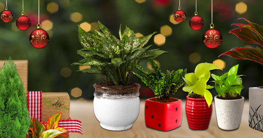 Celebrate Xmas with Timeless Plant Gifts & Spread Endless Joy