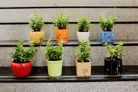 Jade : The Feng Shui Money Attracting Plant