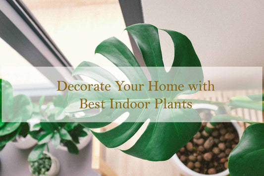 6 Best Indoor Plants to Decorate your Home