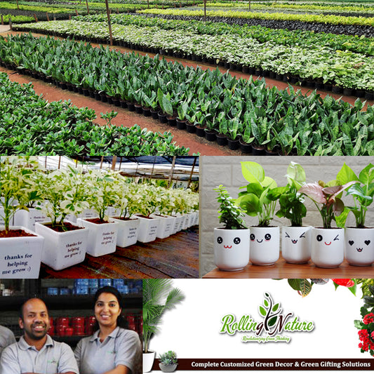 Rolling Nature:  Success Story of Green Gifting In India