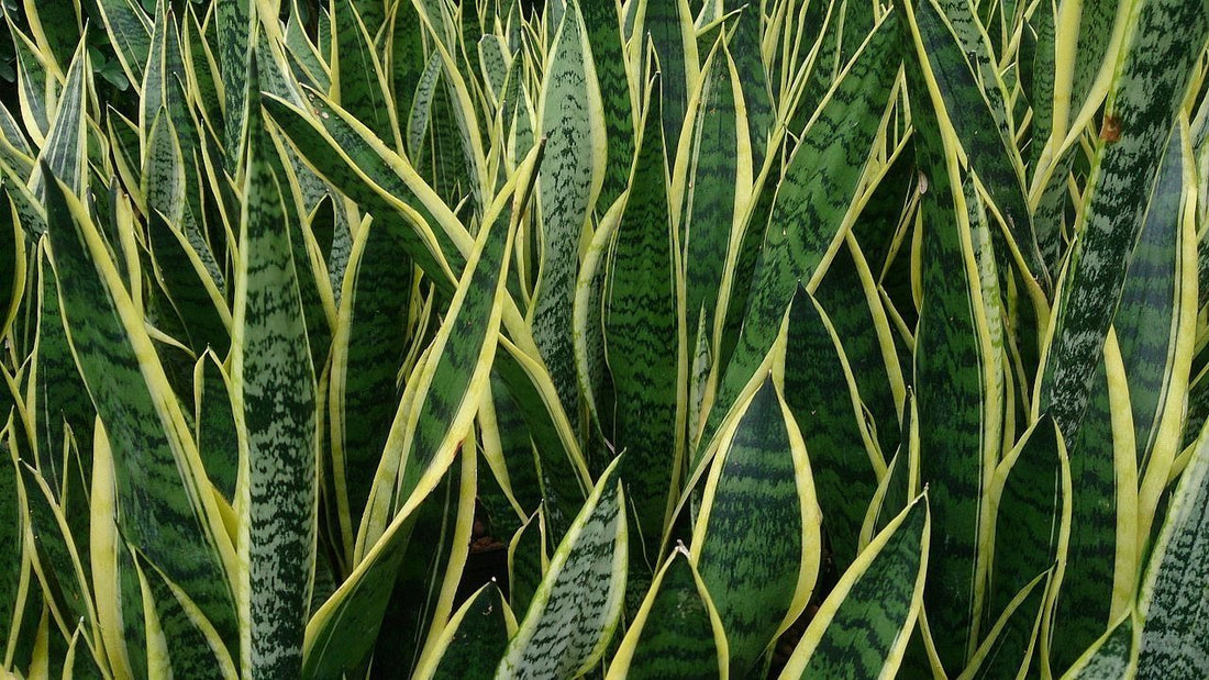 Snake Plant: Everything You Need To Know