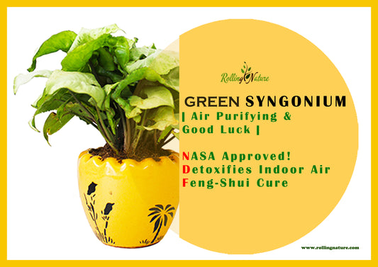 Everything You Need to Know About Green Syngonium Plant