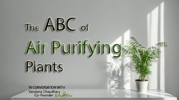 The ABC of Air Purifying Plants