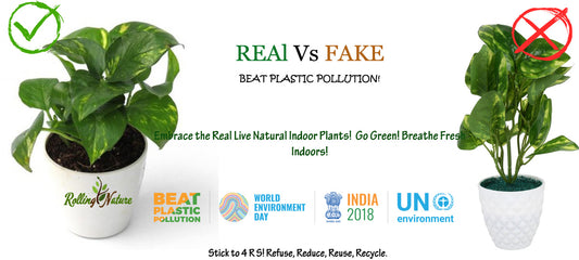 LIVE VS ARTIFICIAL PLANTS: The Real Ones Win