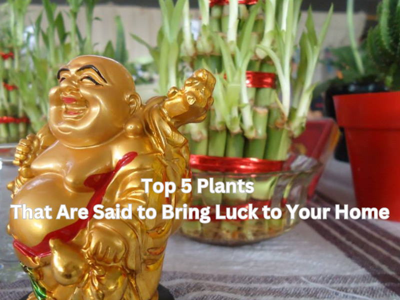 Top 5 Plants That Are Said to Bring Luck to Your Home