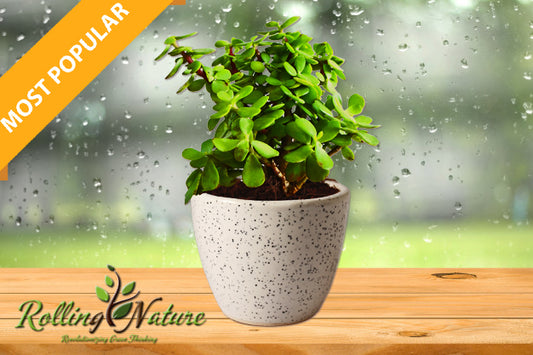 The Best Seller Online: Jade Plant in White Round Dew Ceramic Pot