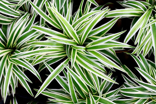 Spider Plant: NASA Approved Natural Air Purifier