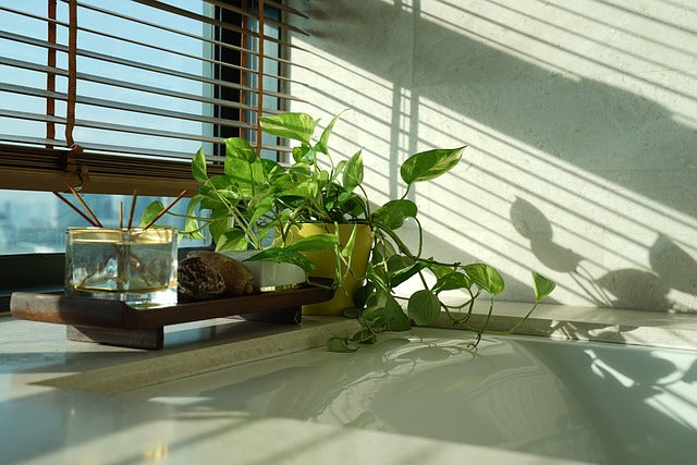 Money Plant or Pothos Care Tips