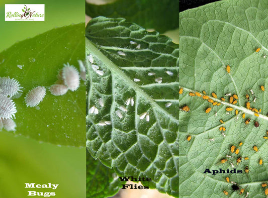 Plant Pests: Preventive Care & Home Remedies