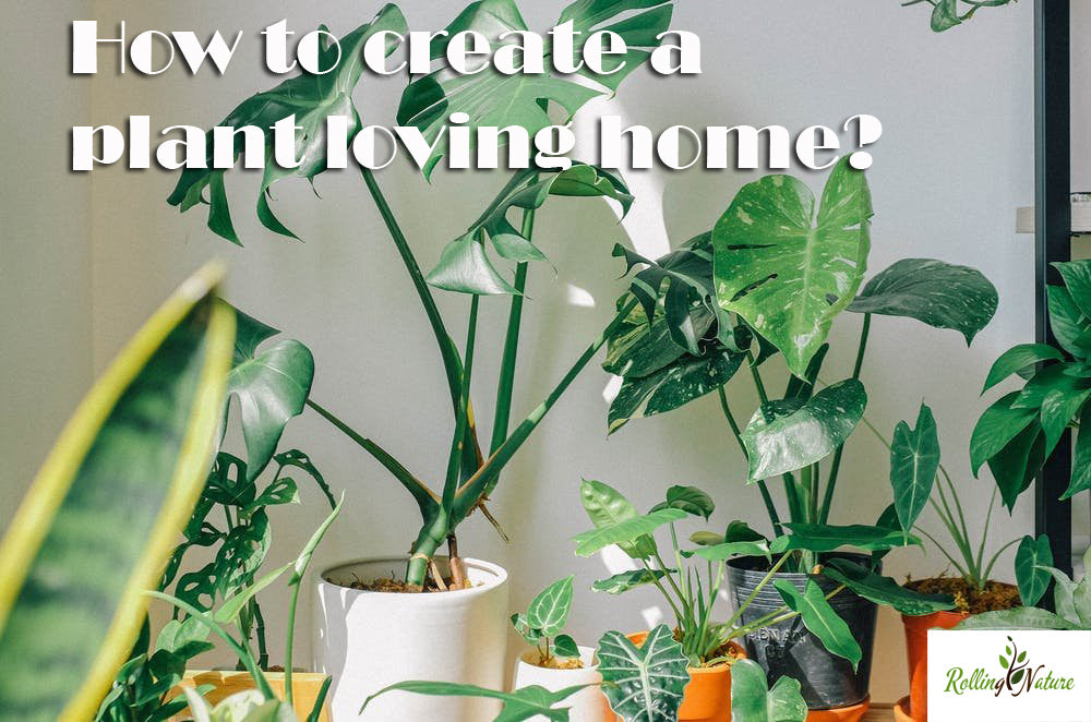 How To Create A Plant Loving Home
