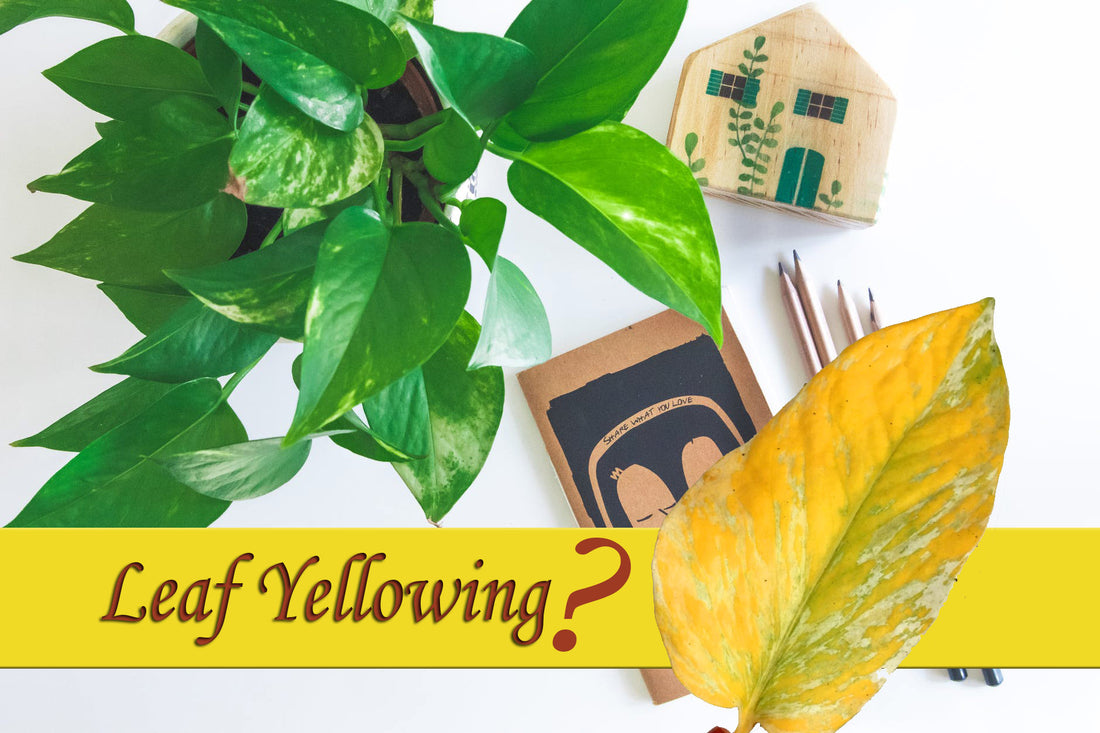 10 Simple Steps To Prevent Yellowing Of Your Houseplant
