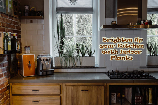 7 Kitchen Plants That Will Brighten Up Your Indoor Cooking Space