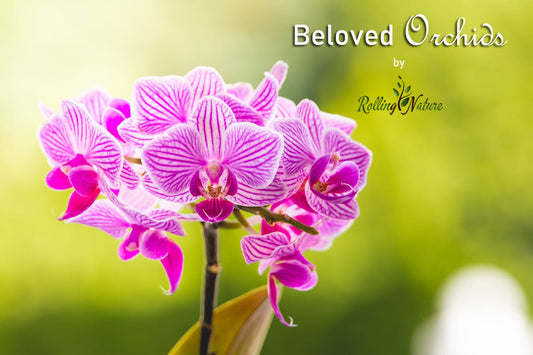 Beloved Orchids: Stylish Possession