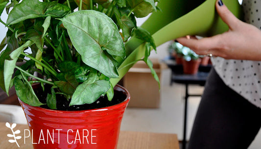 Winter Care Tips for your Plants