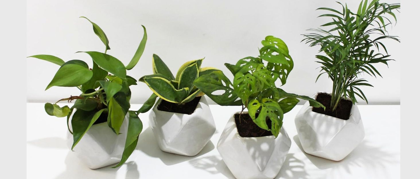 Buy Live Natural Indoor Plants Online India Green Gifts & Décor RollingNature