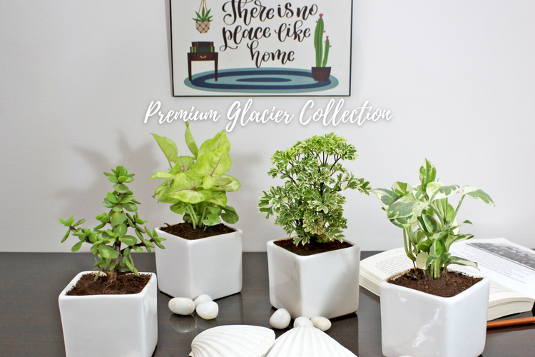 Buy Live Natural Indoor Plants Online India Green Gifts & Décor RollingNature