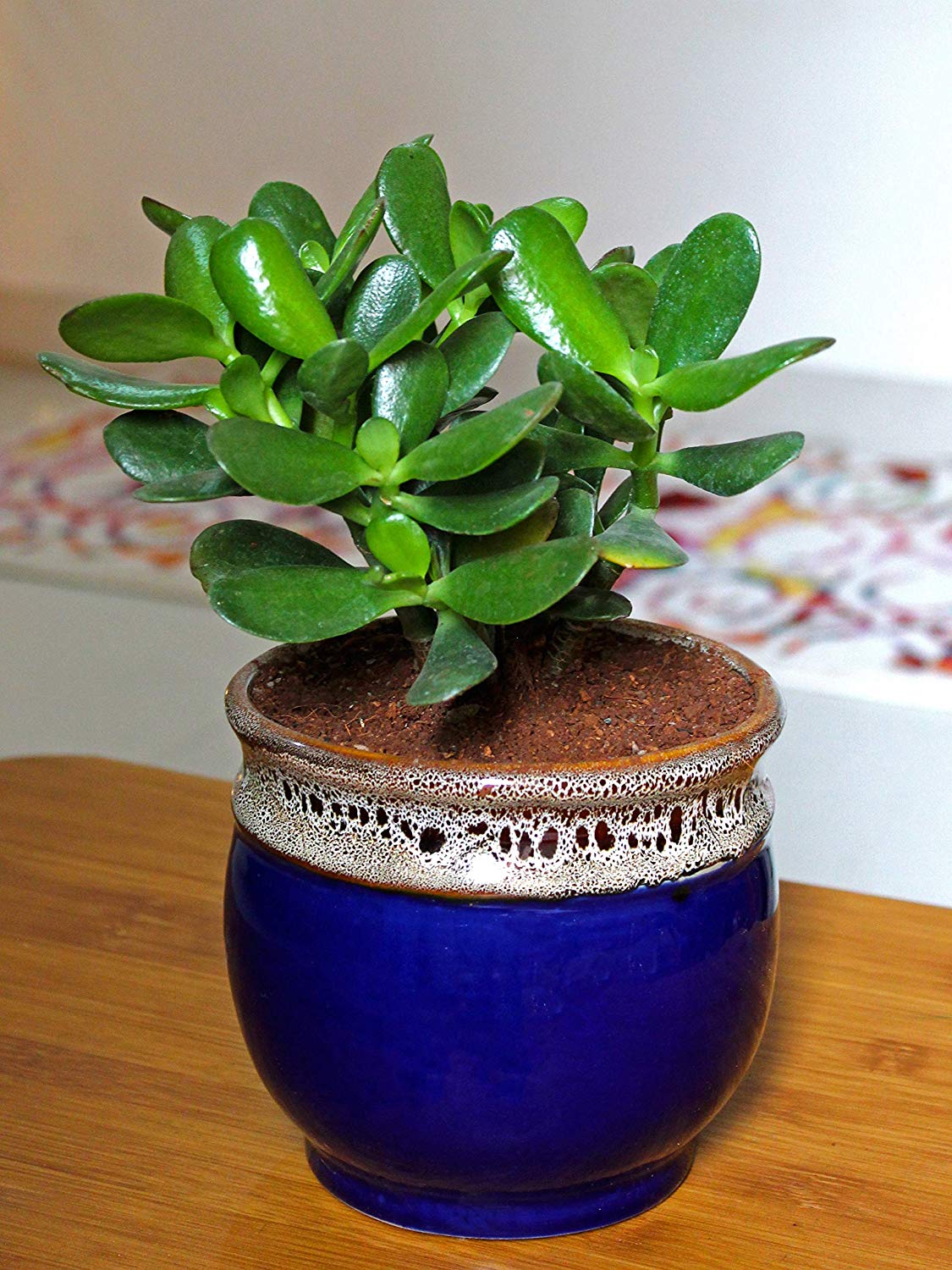Air Purifying Good Luck Live Natural Plants in Exquisite Ceramic Pots. Best Indoor Plants online in India. Best green gifts for corporate or any occasions. Love plants as gifts. Crassula Jade quality houseplants shipped all over India.