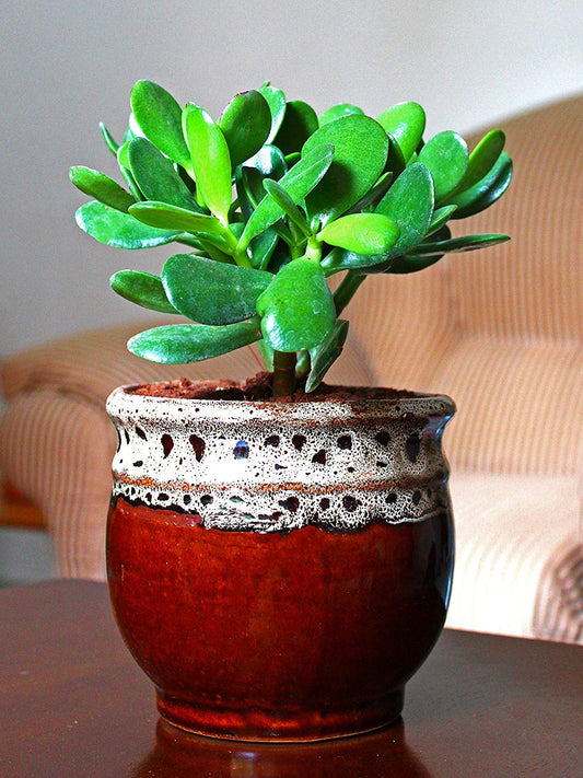 Air Purifying Good Luck Live Natural Plants in Exquisite Ceramic Pots. Best Indoor Plants online in India. Best green gifts for corporate or any occasions. Love plants as gifts. Crassula Jade quality houseplants shipped all over India.