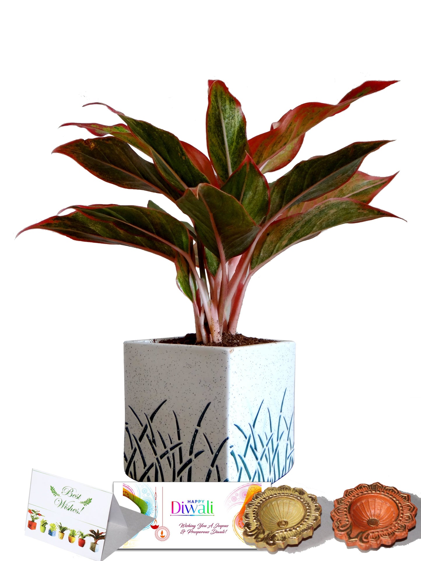 Rolling Nature Diwali Gift Combo of Red Aglaonema Siam Aurora Chinese Evergreen Plant In White Cube Aroez Ceramic Pot