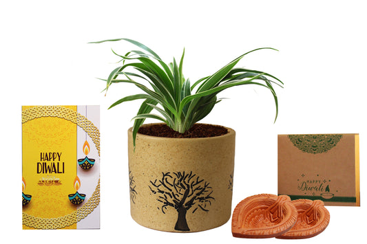 Rolling Nature Diwali Gift Combo of Air Purifying Spider Plant in Brown Barrel Ceramic Aroez Pot