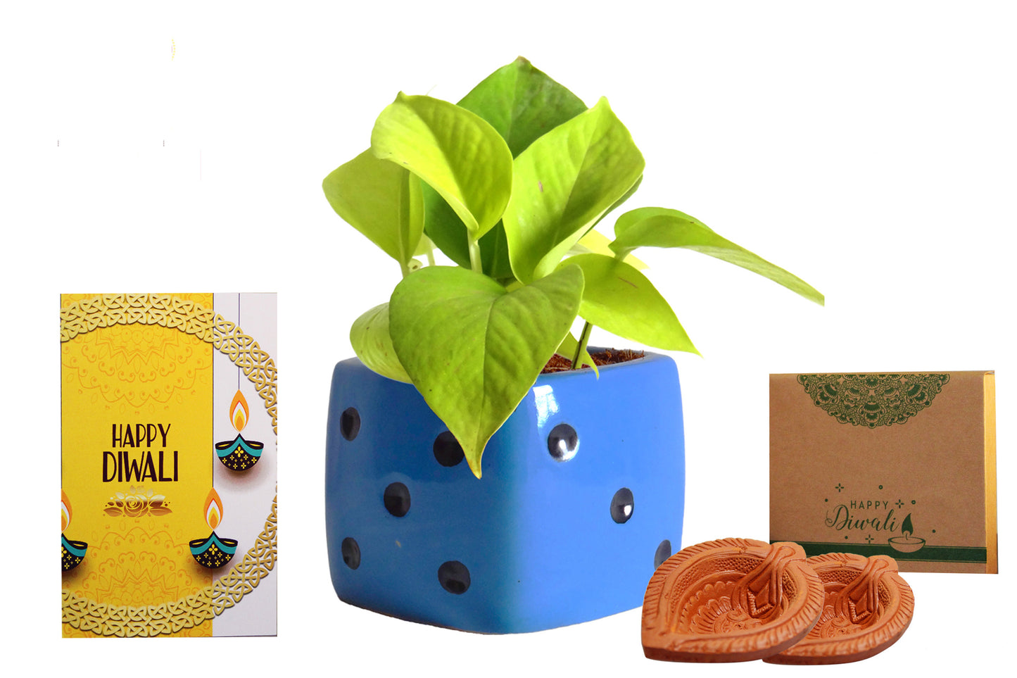 Rolling Nature Diwali Gift Combo of Good Luck Air Purifying Golden Money Plant in Blue Dice Ceramic Pot