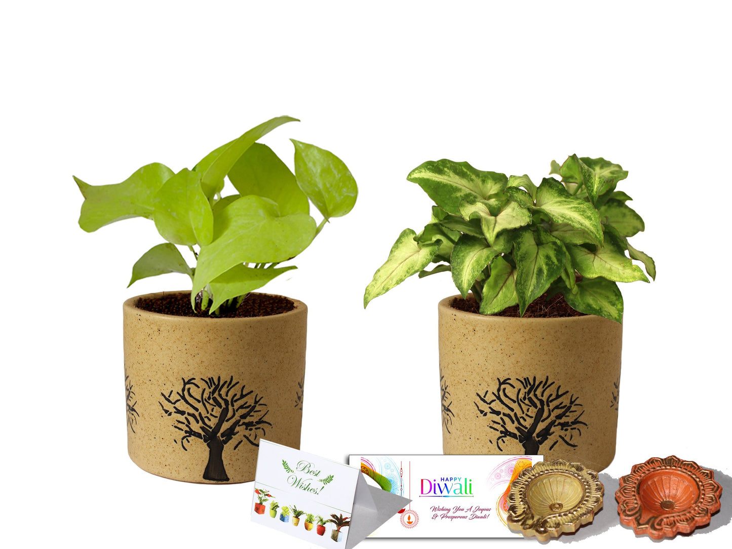 Rolling Nature Diwali Gift Combo of Good Luck Air Purifying Live Golden Pothos and Green Syngonium Plant in Brown Barrel Aroez Ceramic Pot