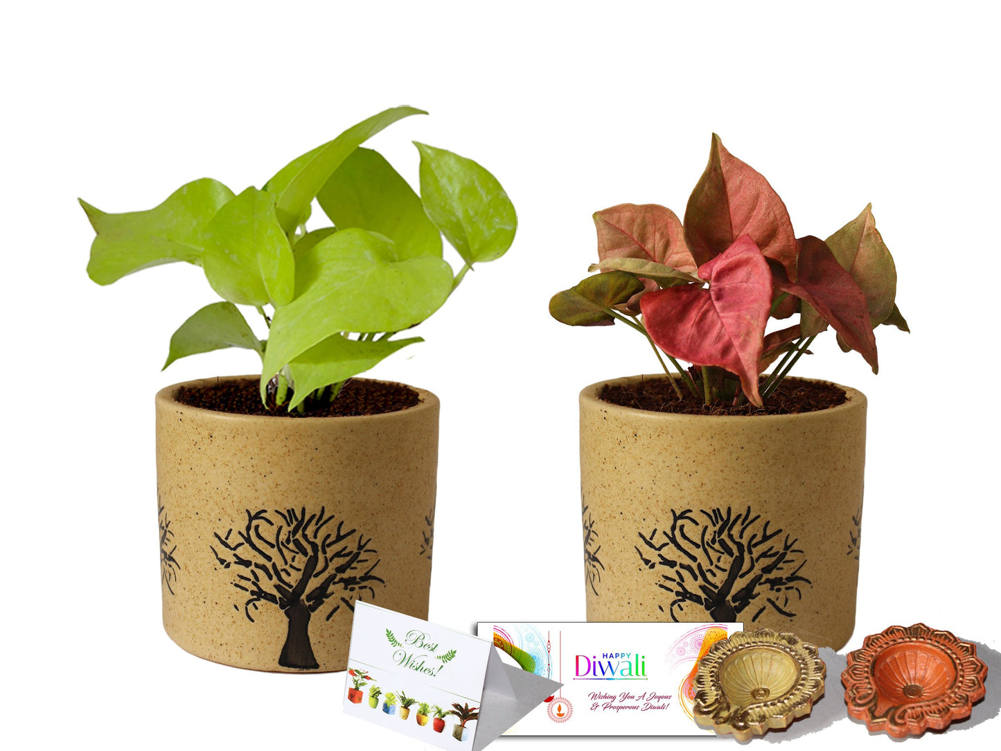 Rolling Nature Diwali Gift Combo of Good Luck Air Purifying Live Golden Pothos and Pink Syngonium Plant in Brown Barrel Aroez Ceramic Pot