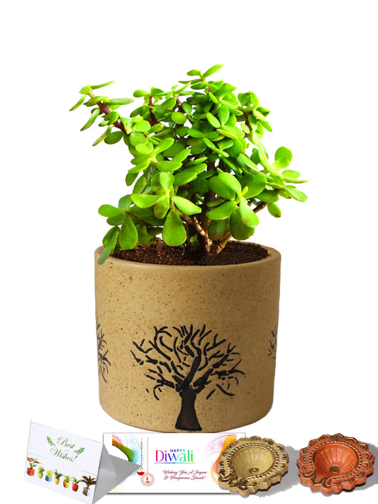 Rolling Nature Diwali Gift Combo of Good Luck Jade Plant In Brown Barrel Aroez Ceramic Pot