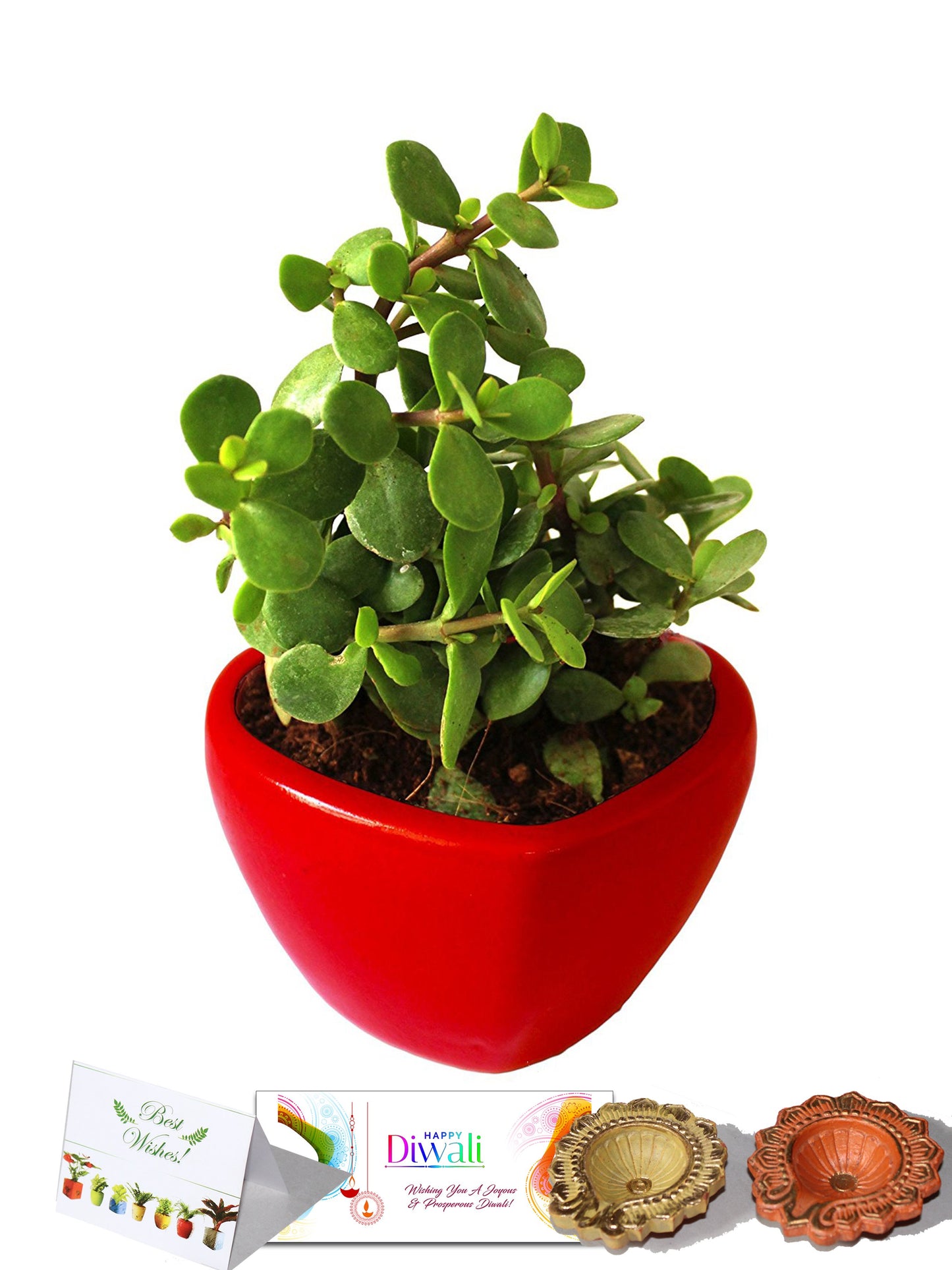 Rolling Nature Diwali Gift Combo of Good Luck Jade Plant in Red Heart Ceramic Pot