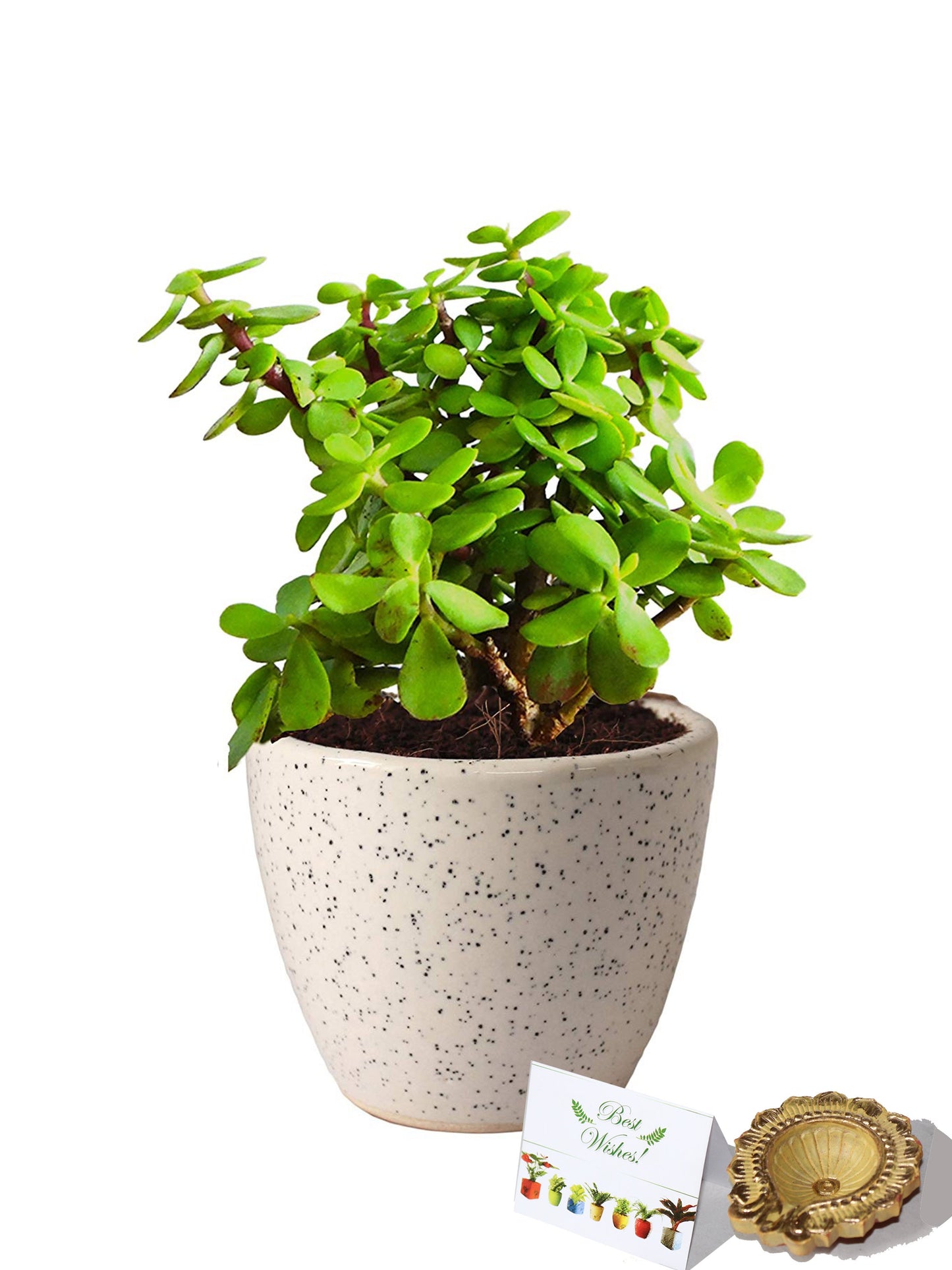 Rolling Nature Diwali Gift Combo of Good Luck Good Luck Jade Plant In Round Dew Ceramic Pot