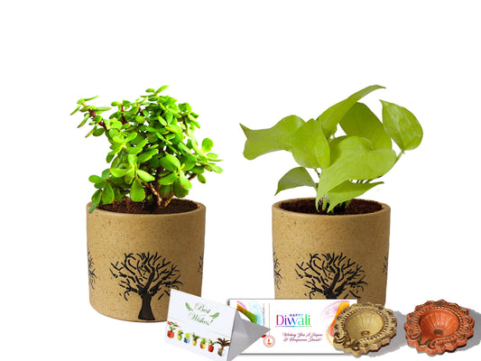 Rolling Nature Diwali Gift Combo of Good Luck Live Golden Money Plant and Jade in Brown Barrel Aroez Ceramic Pot