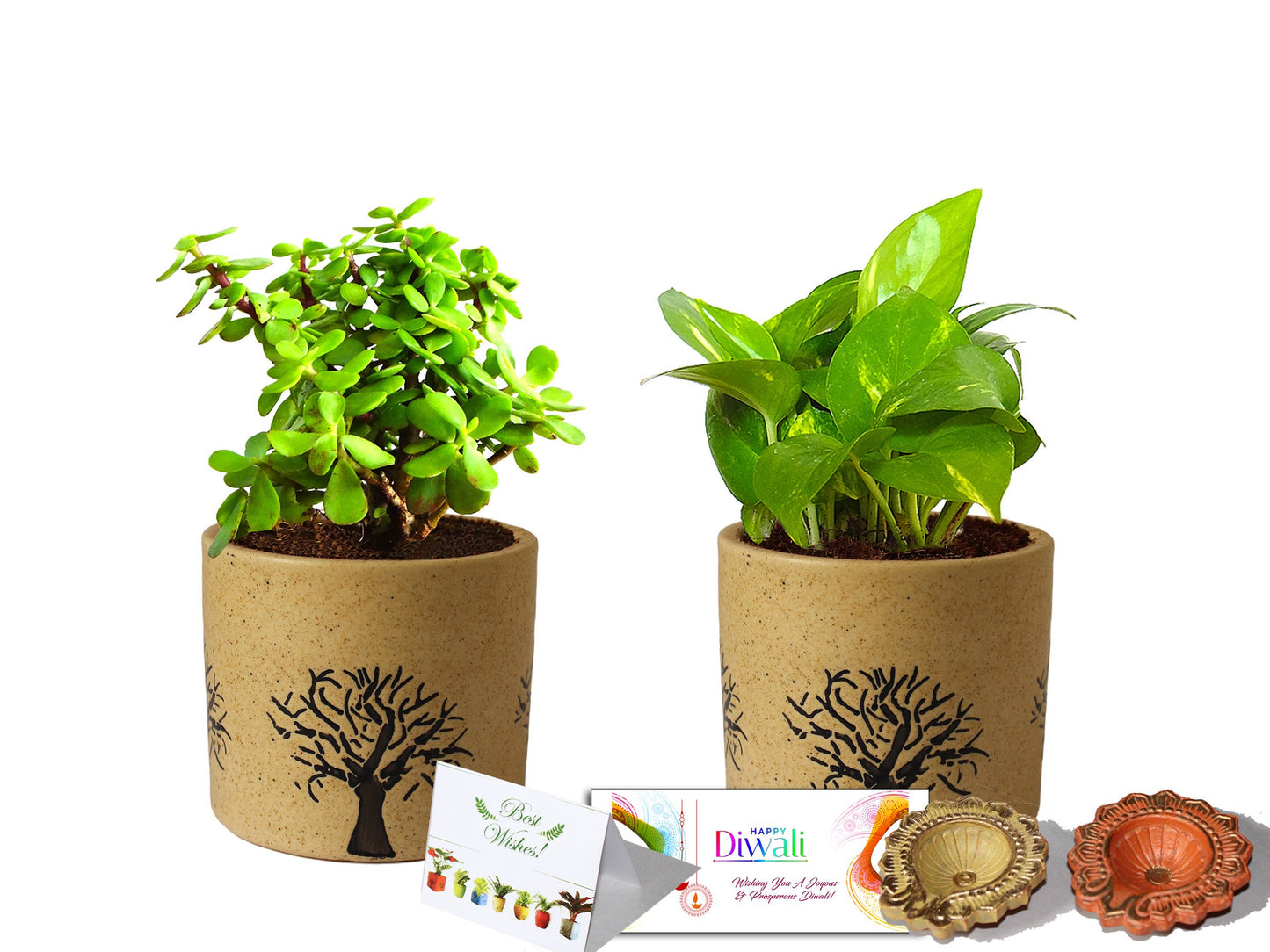 Rolling Nature Diwali Gift Combo of Good Luck Air Purifying Live Money Plant and Jade in Brown Barrel Ceramic Aroez Pot