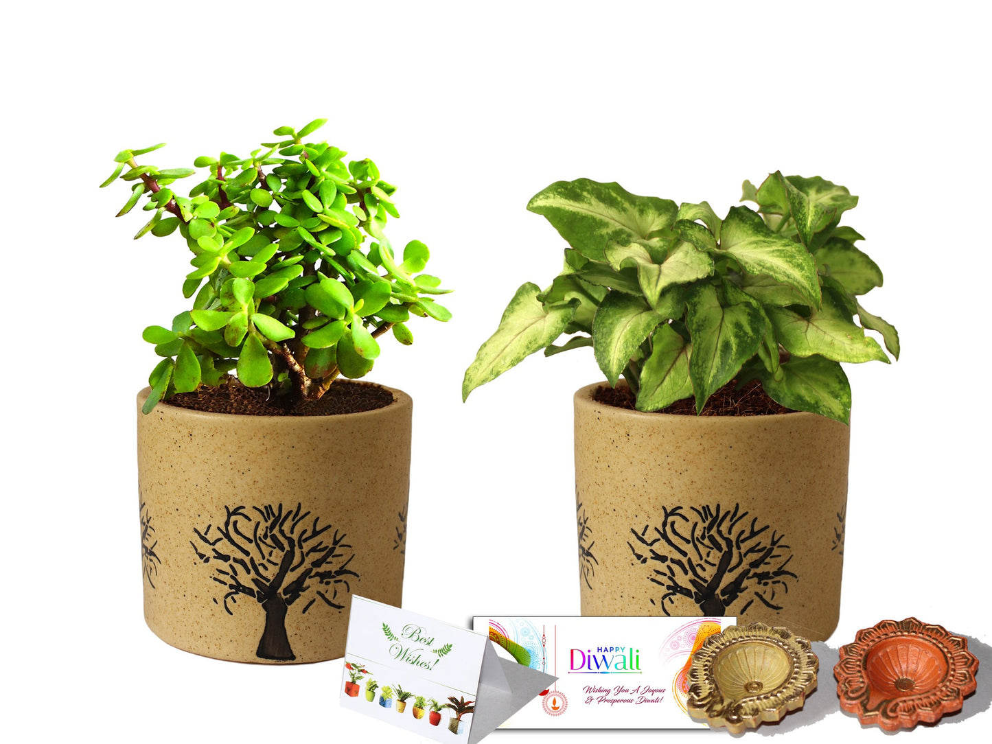 Rolling Nature Diwali Gift Combo of Good Luck Live Jade and Green Syngonium Plant in Brown Barrel Aroez Ceramic Pot