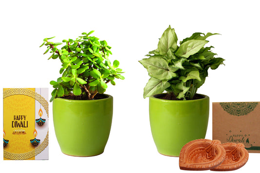 Rolling Nature Diwali Gift Combo of Good Luck  Jade and Green Syngonium Plant in Green Pear Ceramic Pot