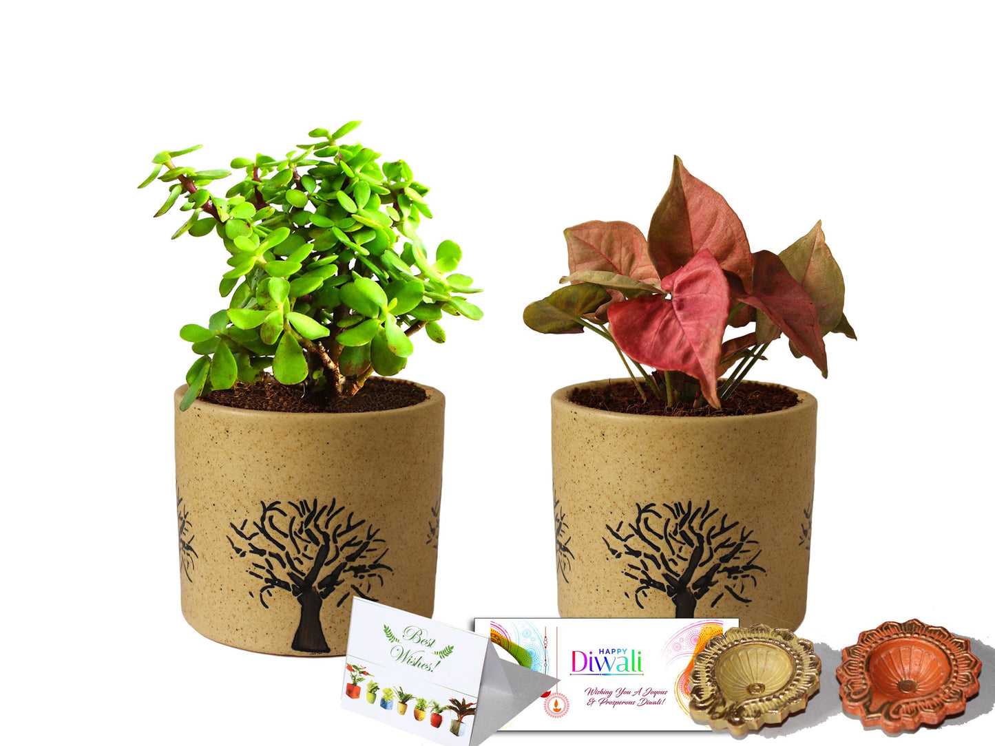 Rolling Nature Diwali Gift Combo of Good Luck Air Purifying Jade and Pink Syngonium Plant in Brown Barrel Aroez Ceramic Pot