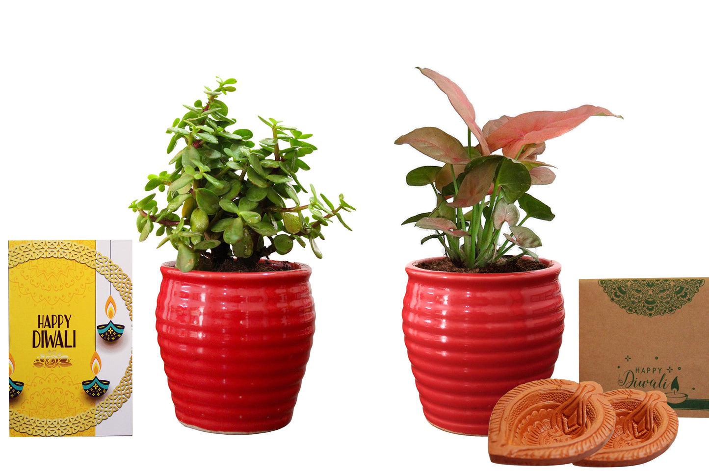 Rolling Nature Diwali Gift Combo of Good Luck  Jade and Pink Syngonium Plant in Red Ceramic Pot