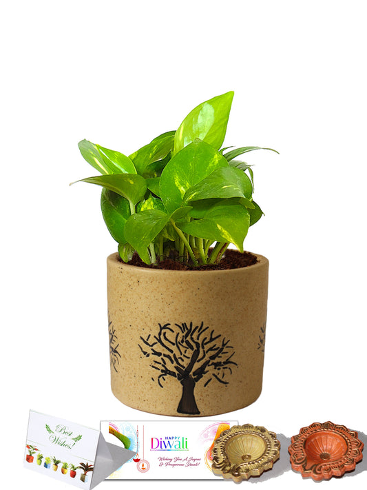 Rolling Nature Diwali Gift Combo of Good Luck Money Plant in Brown Barrel Aroez Ceramic Pot