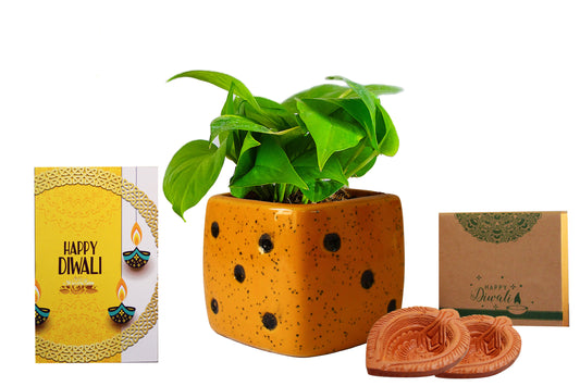 Rolling Nature Diwali Gift Combo of Good Luck Air Purifying Money Plant in Yellow Dice Ceramic Pot