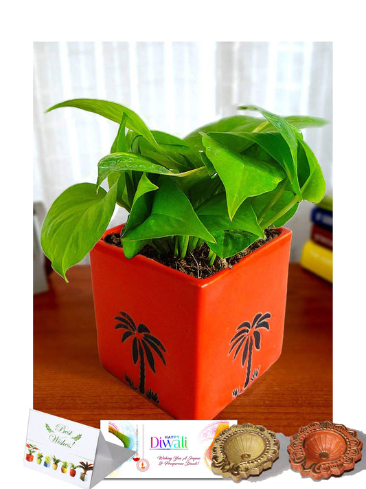 Rolling Nature Diwali Gift Combo of Good Luck Money Plant in Orange Cube Aroez Ceramic Pot