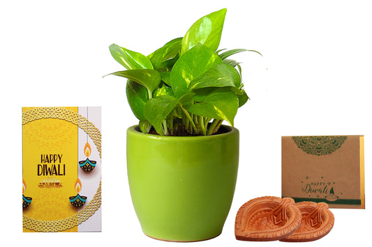 Rolling Nature Diwali Gift Combo of Good Luck Air Purifying Money Plant in Green Pear Ceramic Pot