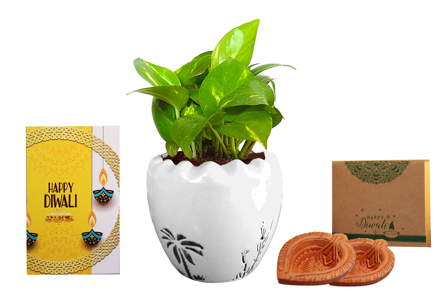 Rolling Nature Diwali Gift Combo of Good Luck Air Purifying Live Money Plant White Ruffel Aroez Ceramic Pot