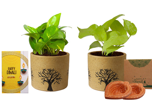 Rolling Nature Diwali Gift Combo of Good Luck Air Purifying Live Money Plant and Golden Pothos in Brown Barrel Ceramic Aroez Pot