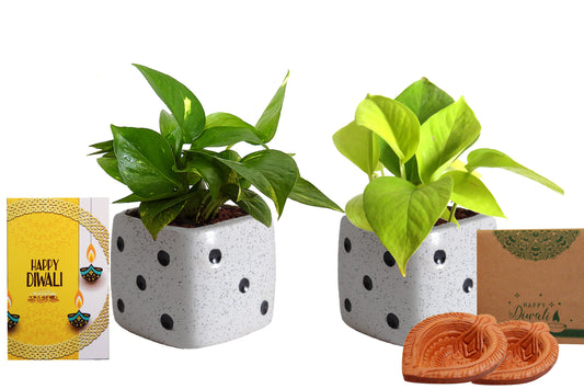 Rolling Nature Diwali Gift Combo of Good Luck Air Purifying Live Money Plant and Golden Money Plant in White Dice Ceramic Pot