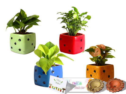 Rolling Nature Diwali Gift Combo of 4 Air Purifying Live Money Plant, Golden Pothos, Green Syngonium and Pink Syngonium in Assorted Colors Dice Ceramic Pots
