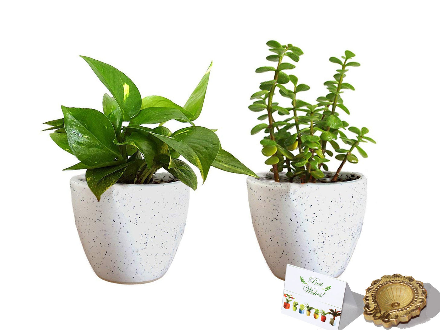 Rolling Nature Diwali Gift Combo of Good Luck  Money Plant And Jade Plant In White Round Dew Ceramic Pot 